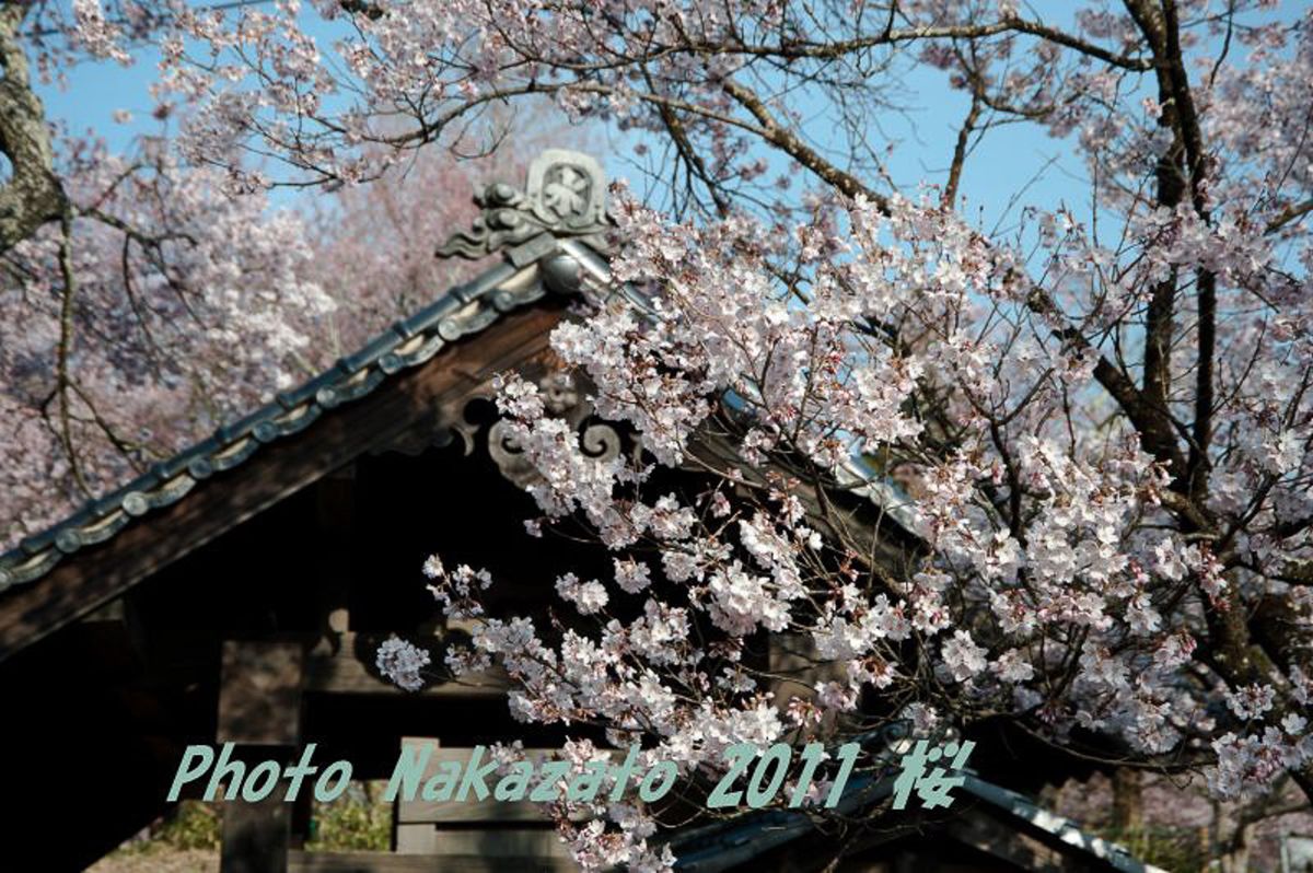 高遠の桜